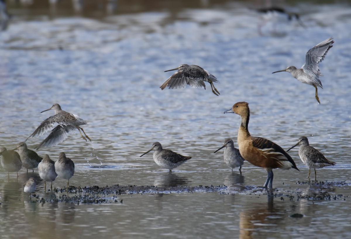 Fulvous Whistling-Duck - ML642236084