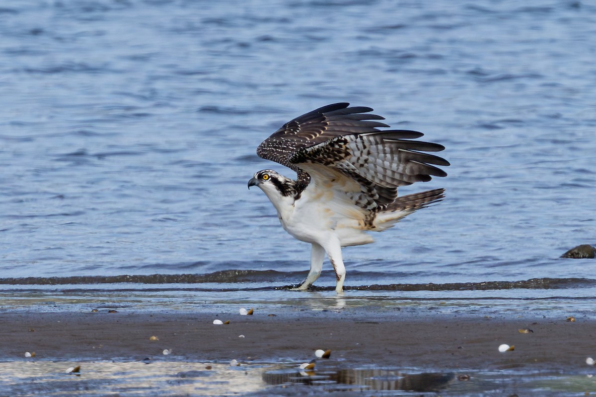 Balbuzard pêcheur - ML642236094