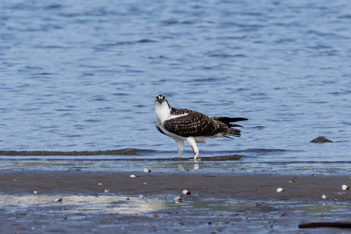 Balbuzard pêcheur - ML642236096