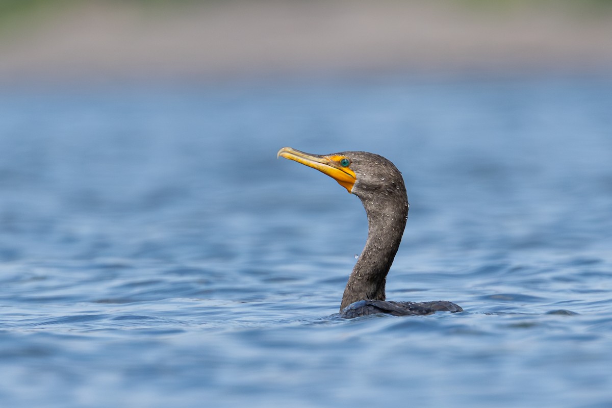 Cormoran à aigrettes - ML642236104