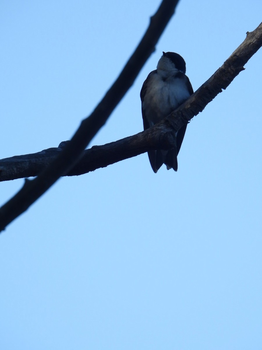 Chilean Swallow - ML642236123