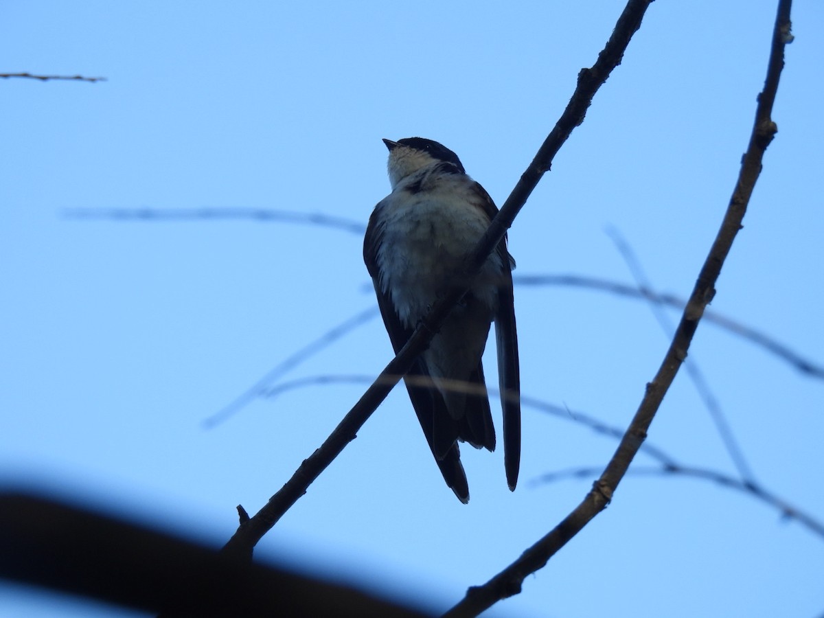 Chilean Swallow - ML642236124