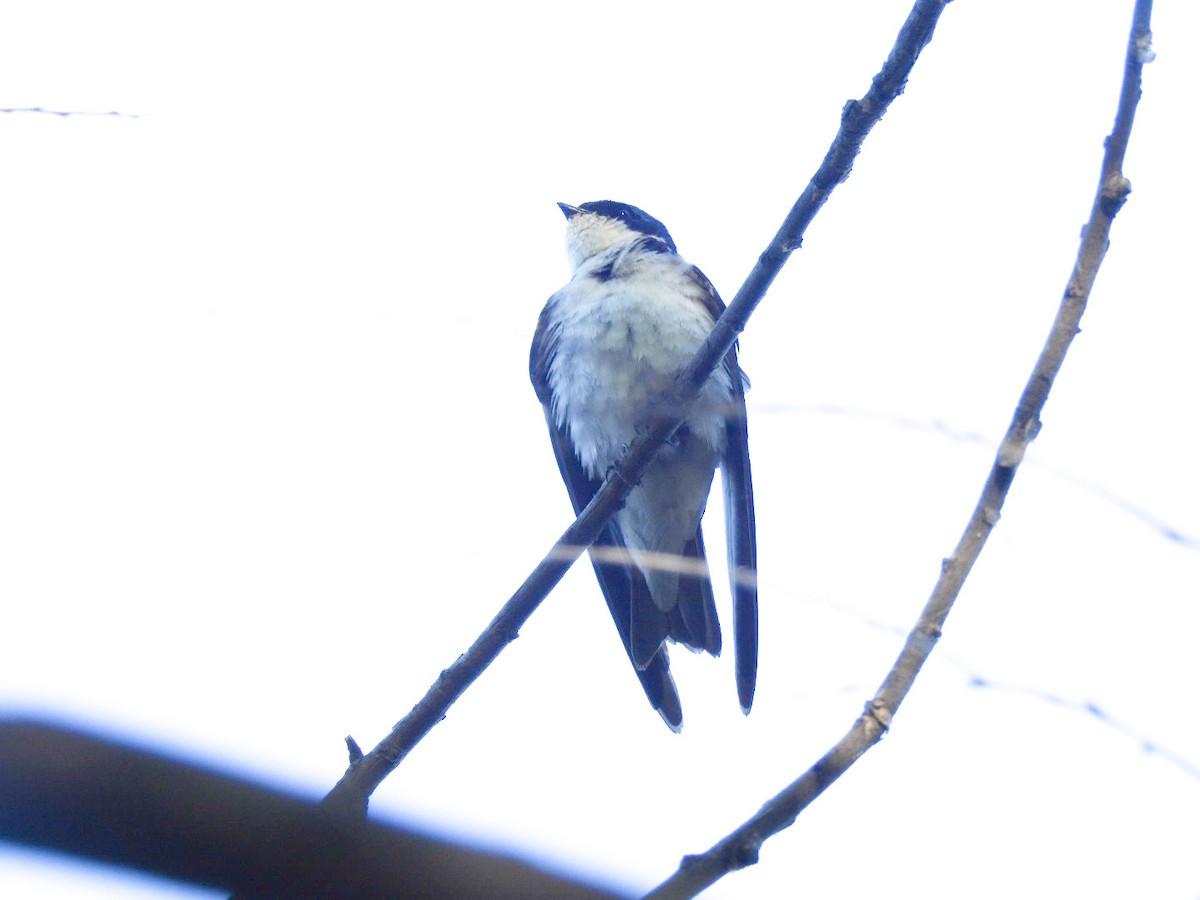 Chilean Swallow - ML642236125