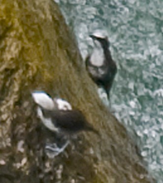 White-capped Dipper - ML642236157