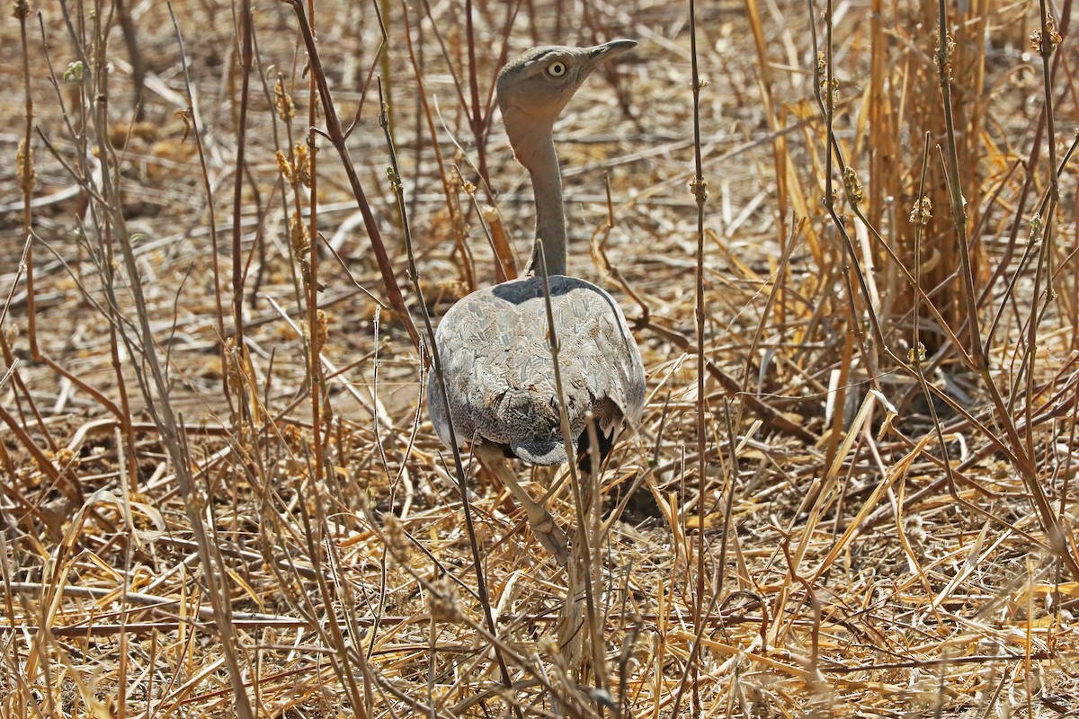 Buff-crested Bustard - ML642236182