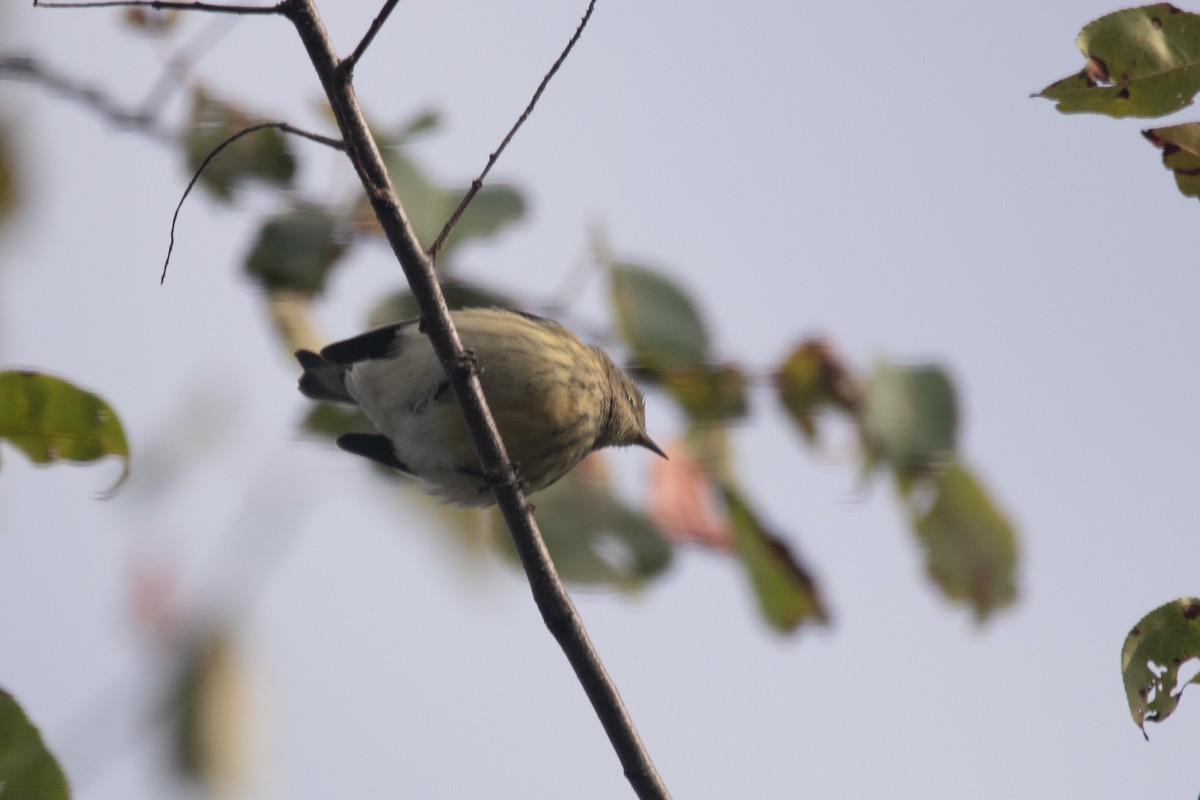 Cape May Warbler - ML642236209