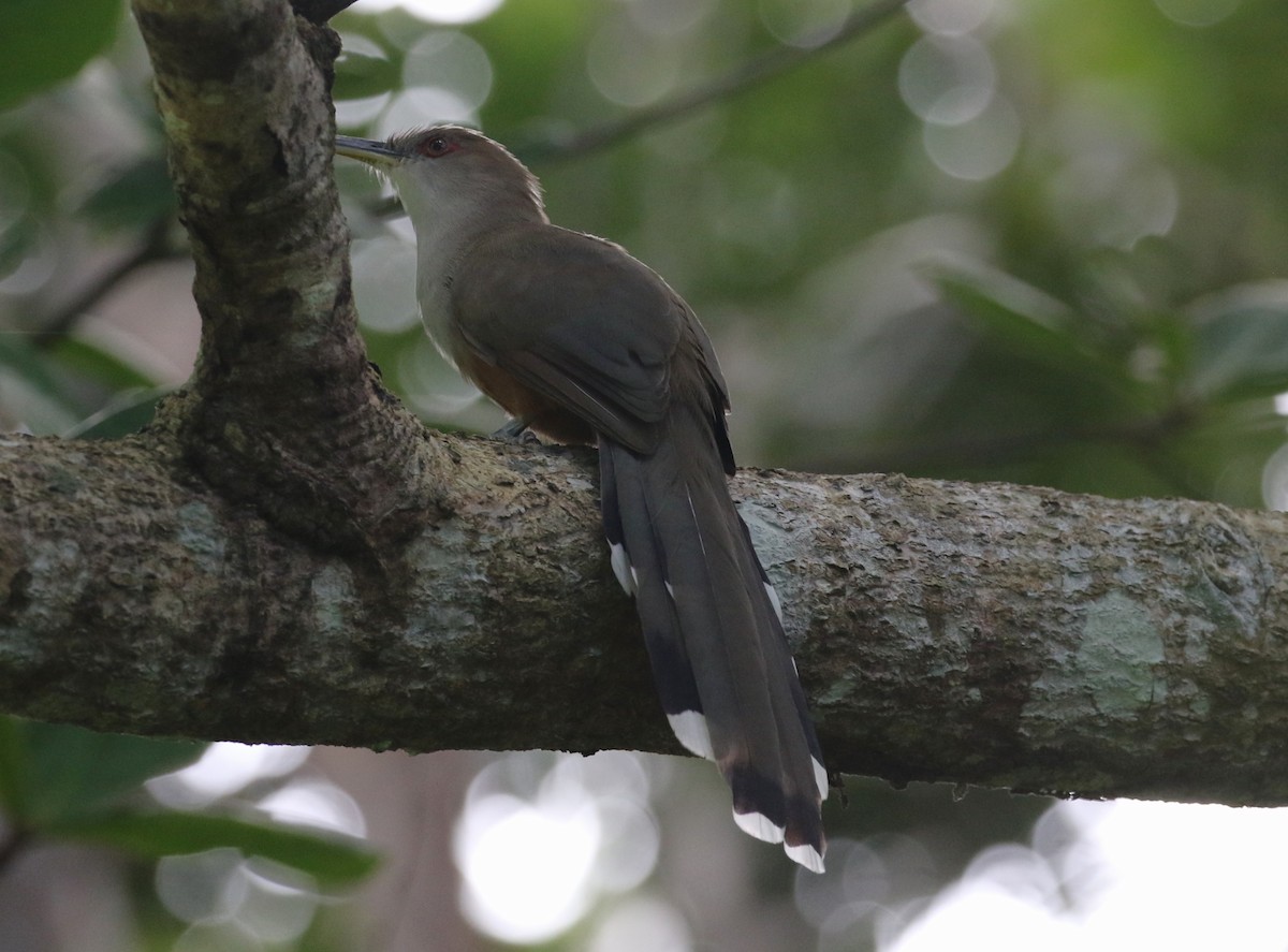 Puerto Rican Lizard-Cuckoo - ML642236212
