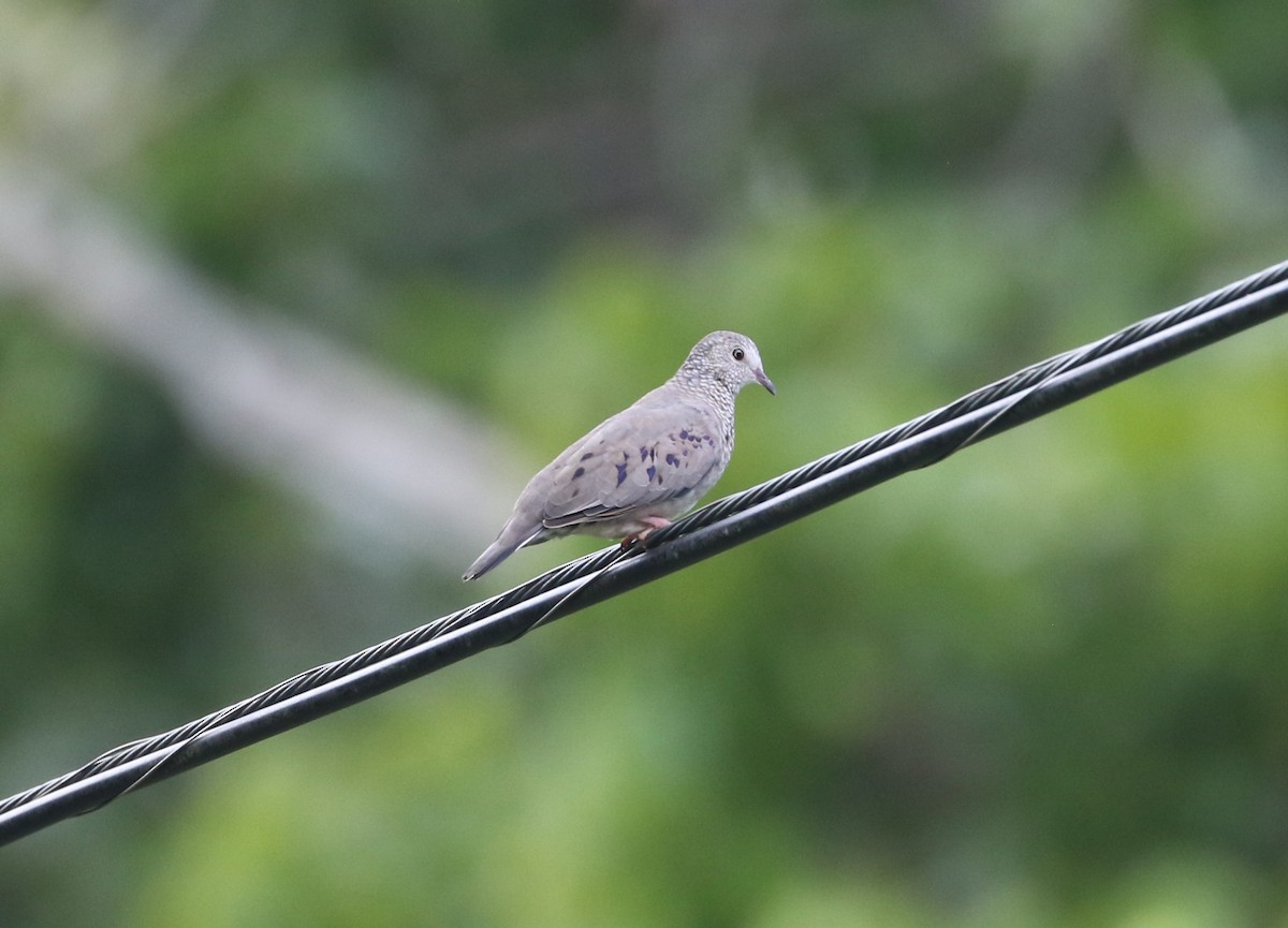 Common Ground Dove - ML642236222