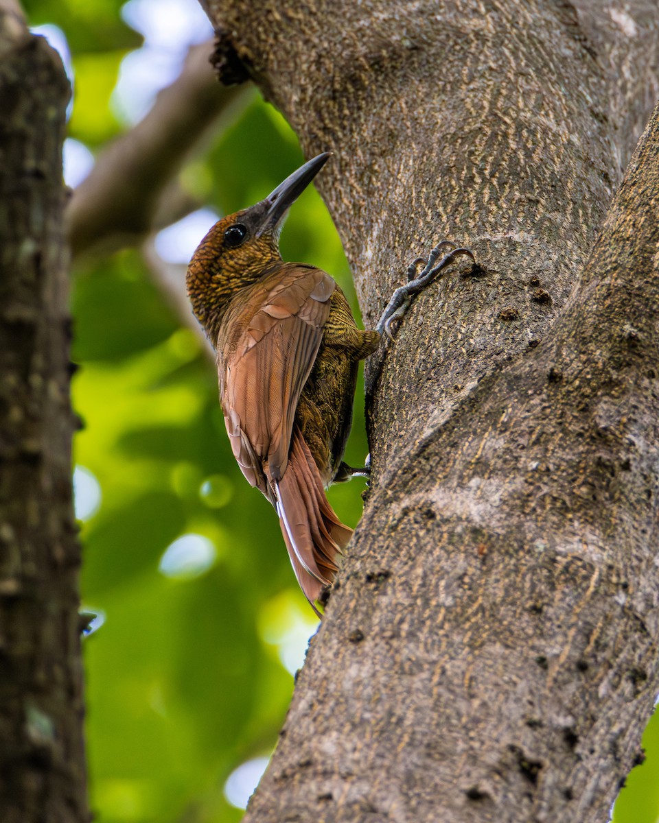 Northern Barred-Woodcreeper - ML642236225