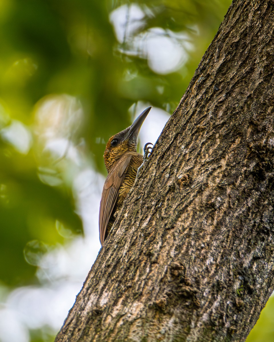 Northern Barred-Woodcreeper - ML642236226