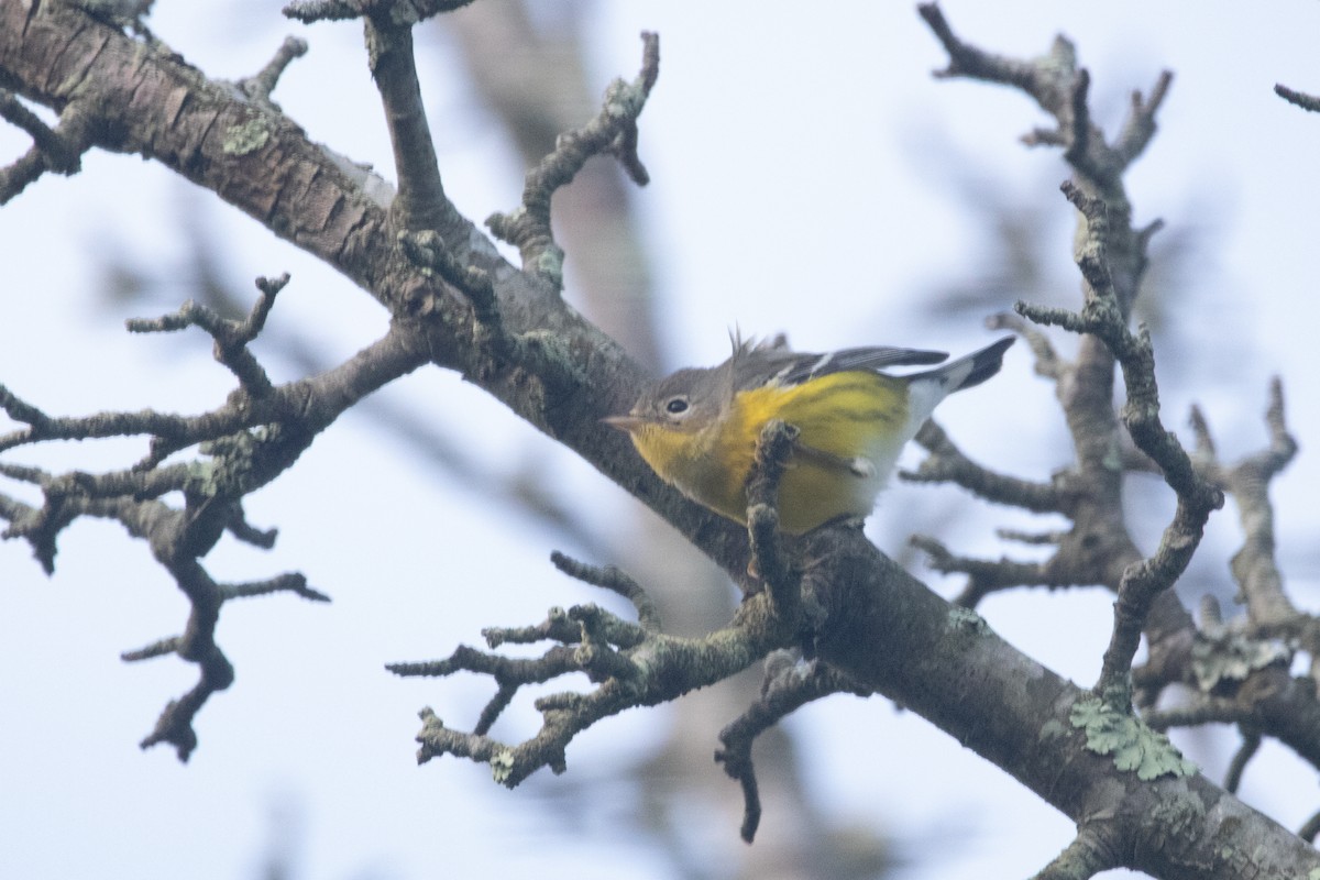 Magnolia Warbler - ML642236232