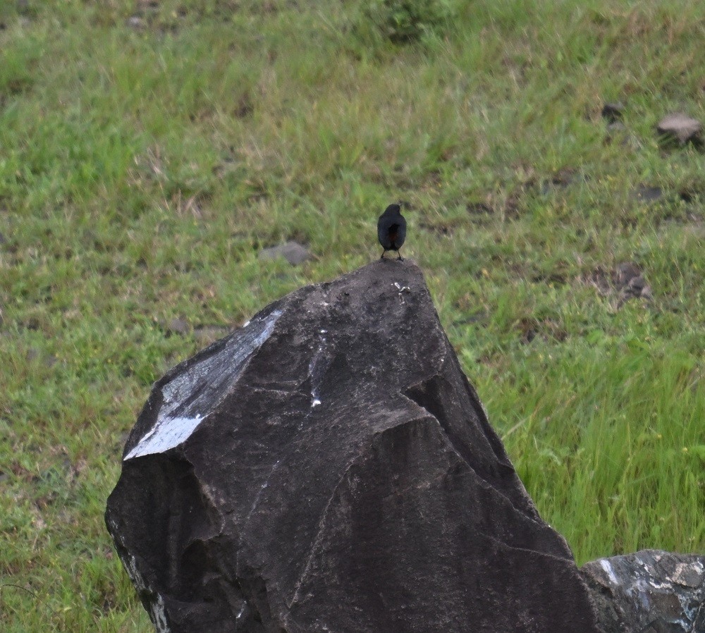 Indian Robin - ML642236234
