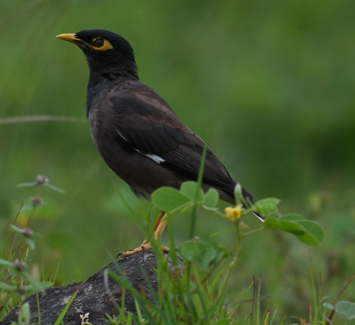 Common Myna - ML642236248