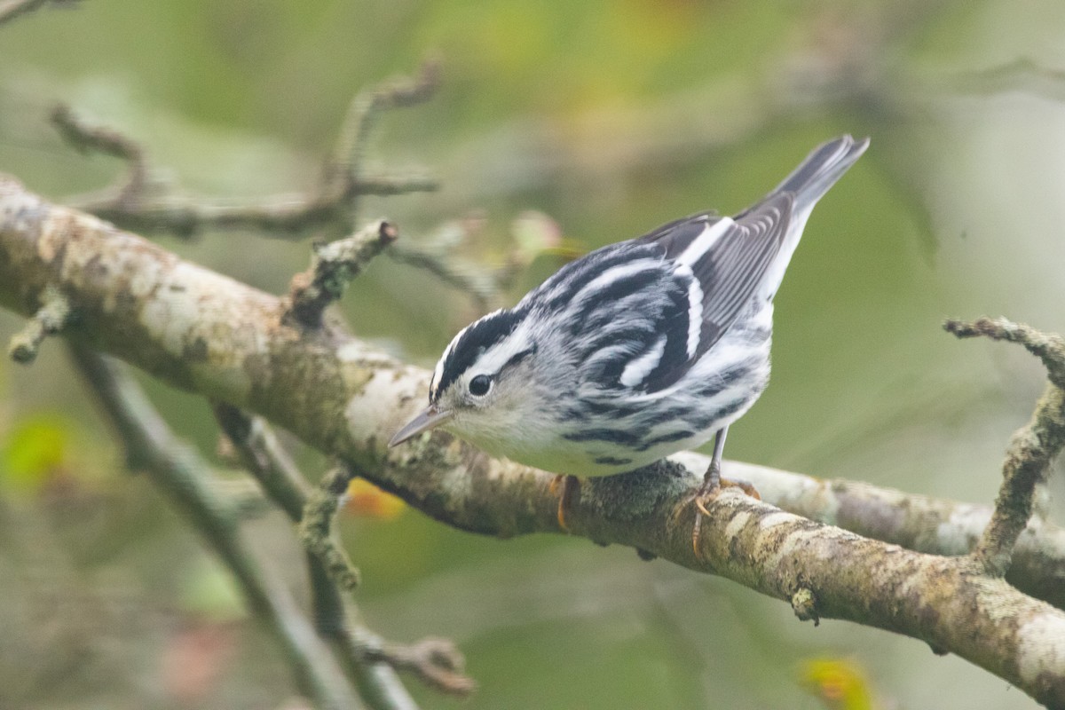 Black-and-white Warbler - ML642236249