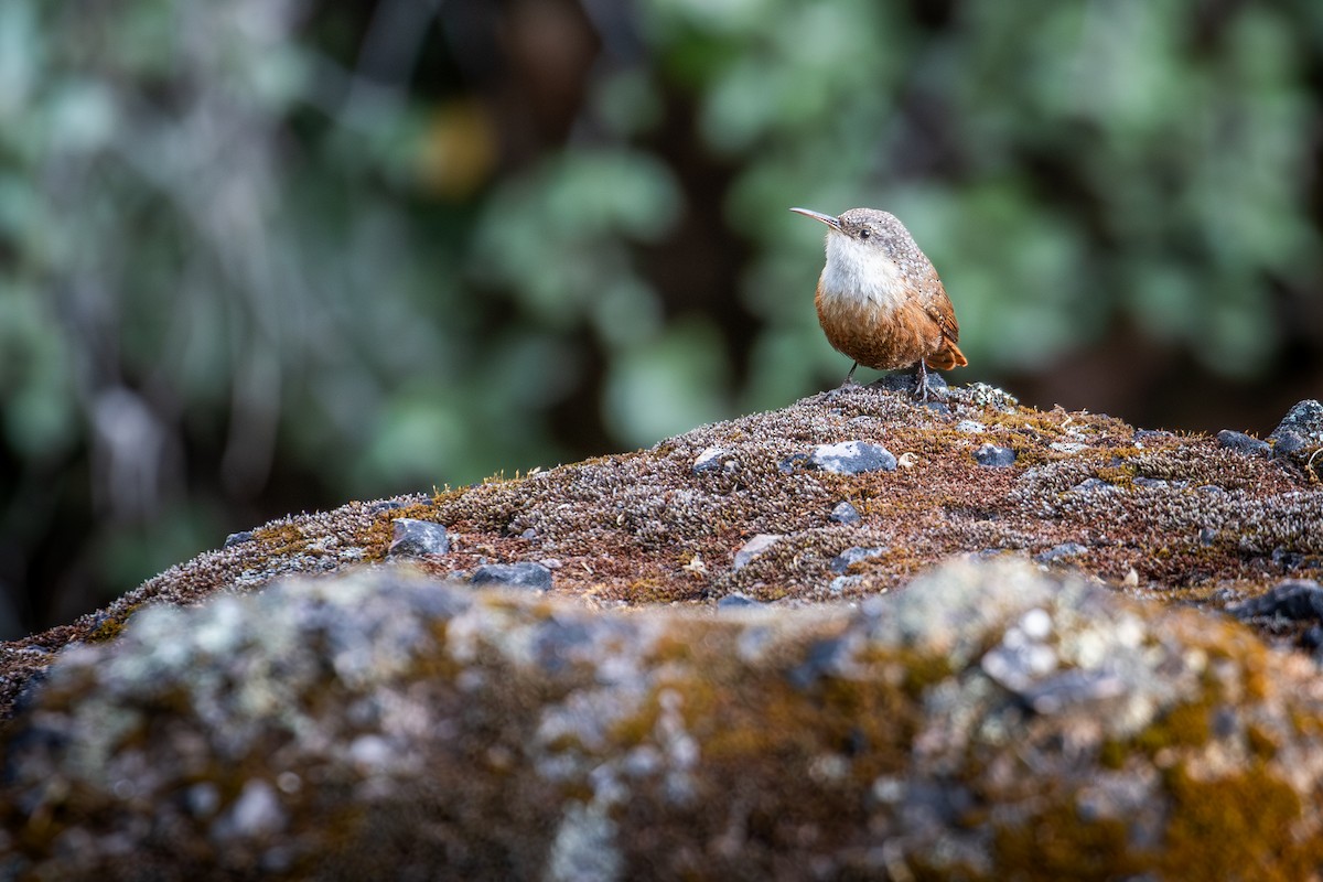 Canyon Wren - ML642236261