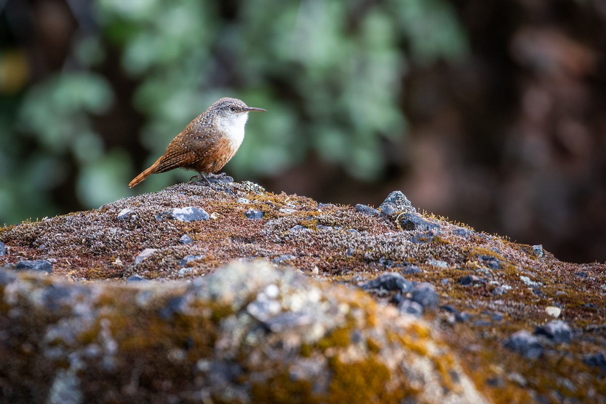 Canyon Wren - ML642236263