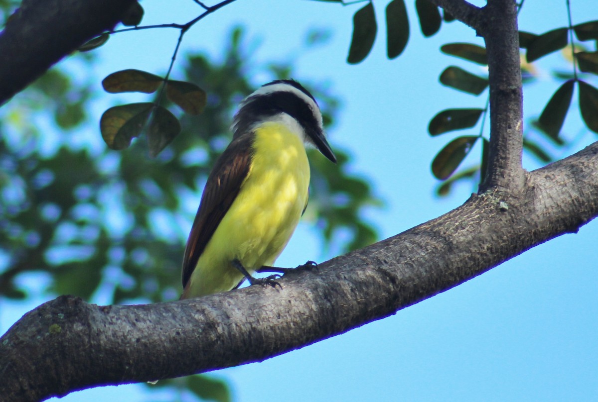 Great Kiskadee - ML642236276