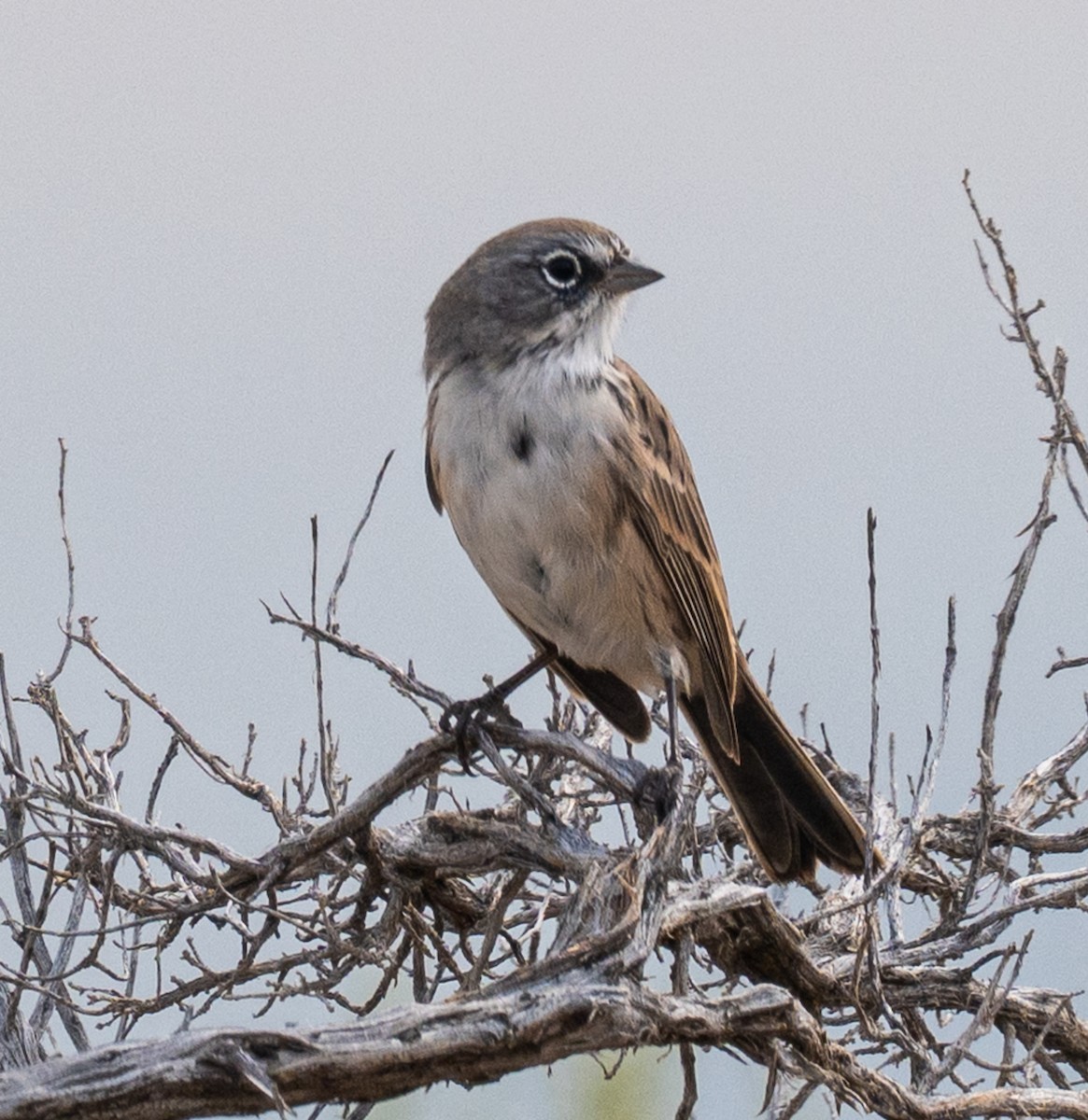Sagebrush Sparrow - ML642236279