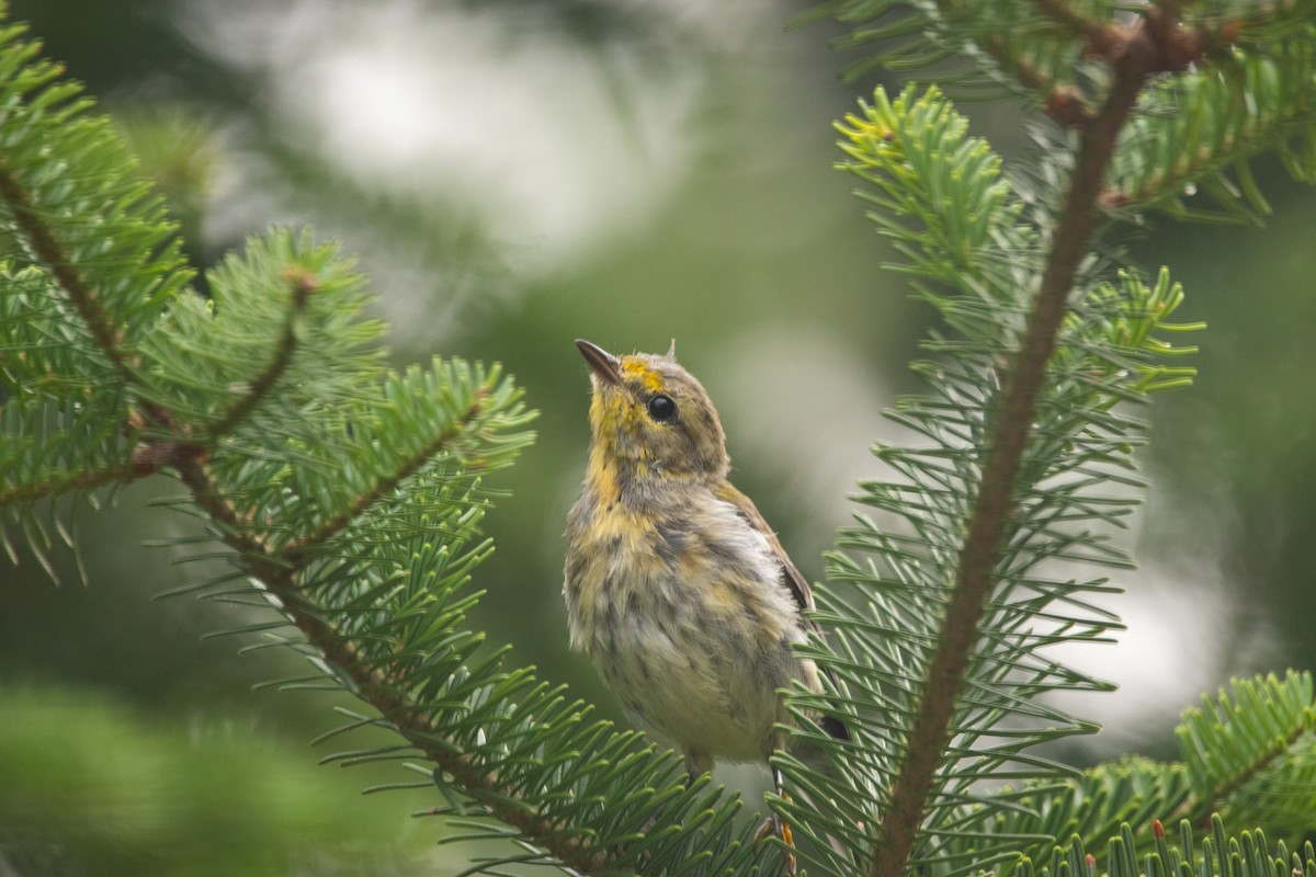 Black-throated Green Warbler - ML642236286