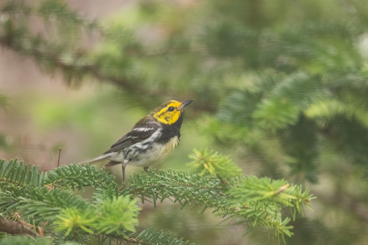 Black-throated Green Warbler - ML642236291