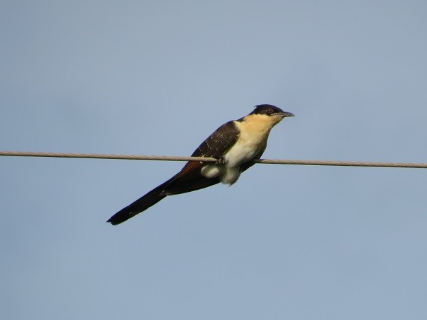 Great Spotted Cuckoo - ML642236332