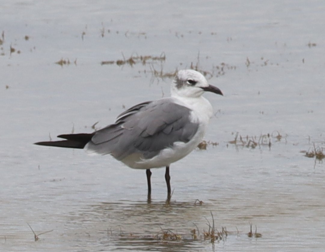 Mouette atricille - ML642236338