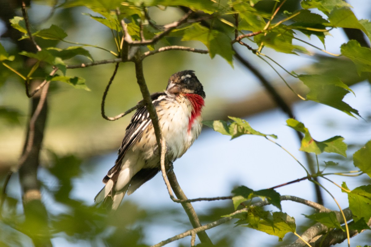 Rose-breasted Grosbeak - ML642236346