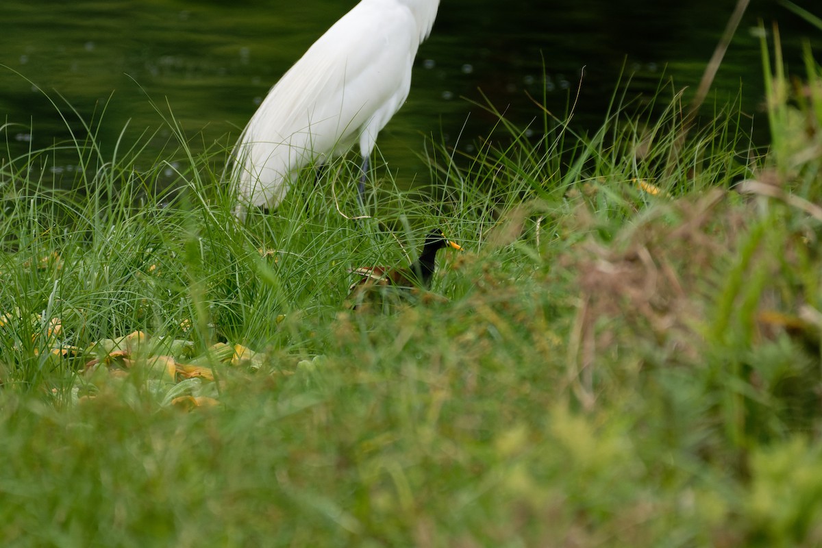 Jacana du Mexique - ML642236352