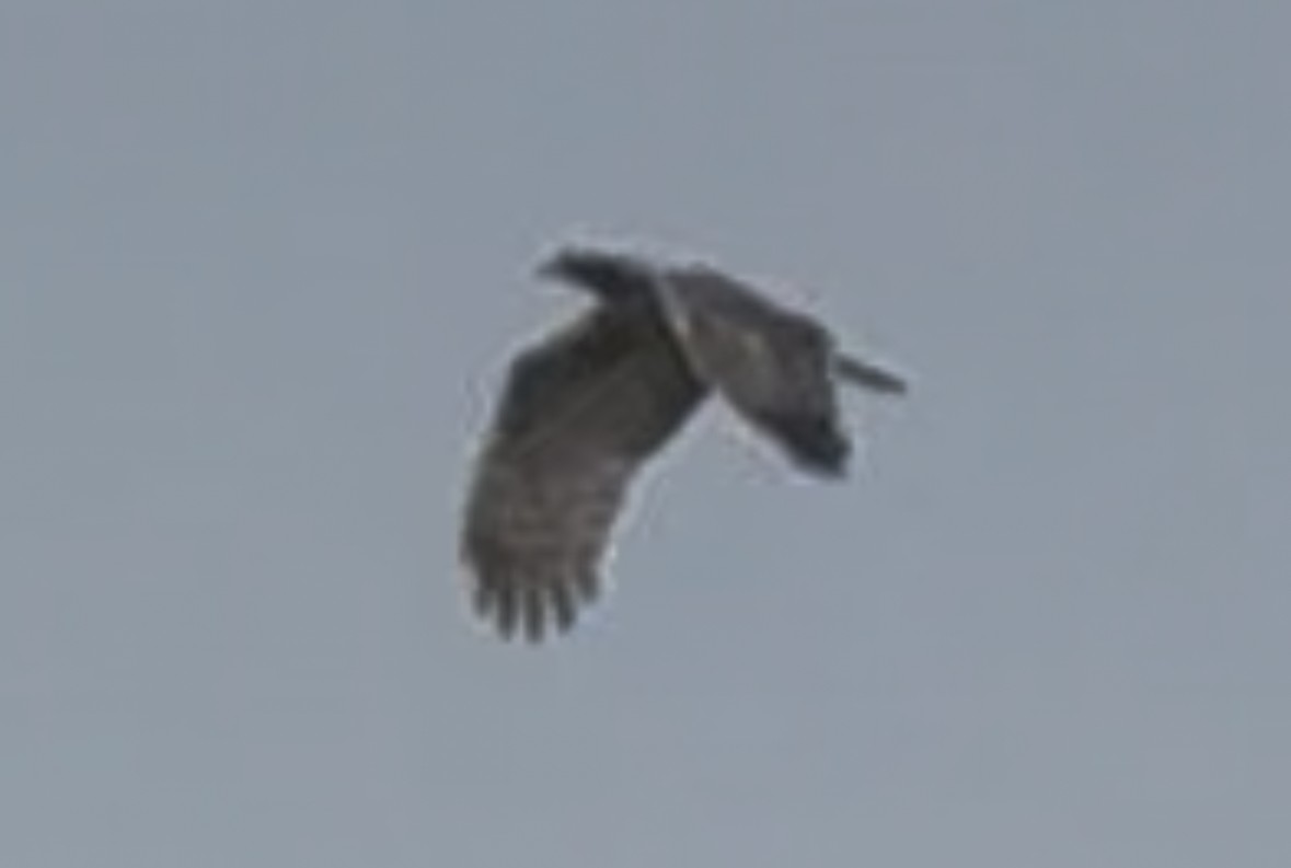 Oriental Honey-buzzard - ML642236365