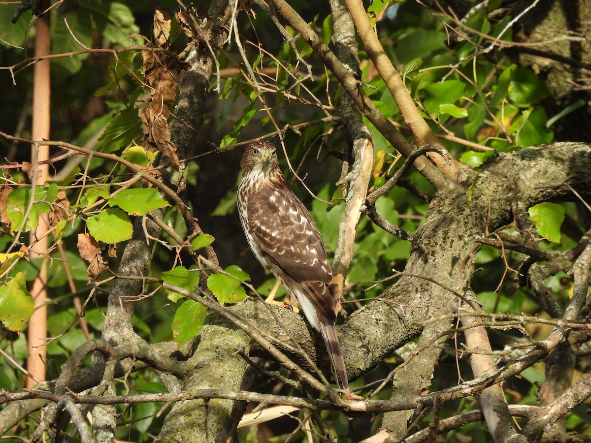 Cooper's Hawk - ML642236381