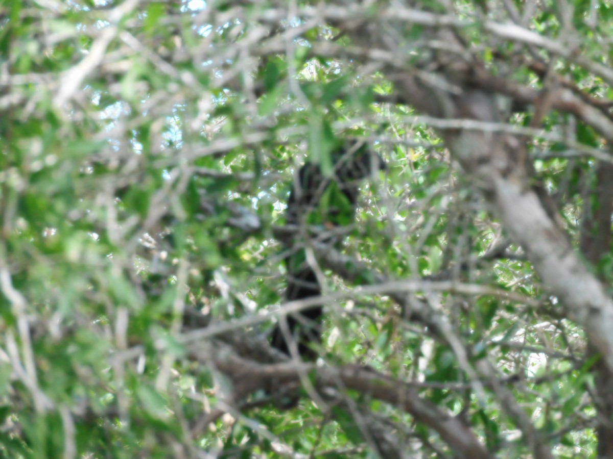 Groove-billed Ani - ML642236382