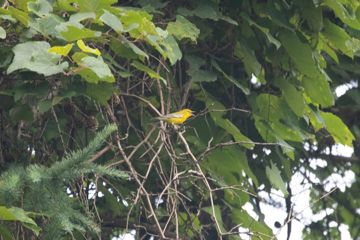 Blue-winged Warbler - ML642236387