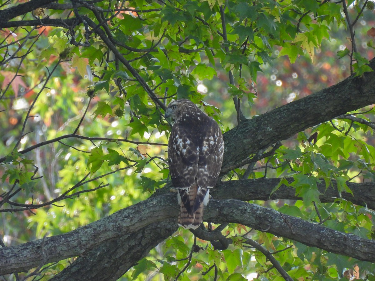Red-tailed Hawk - ML642236391