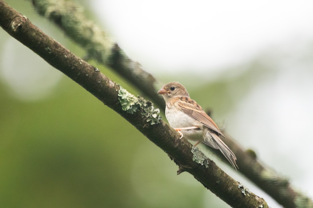 Field Sparrow - ML642236397
