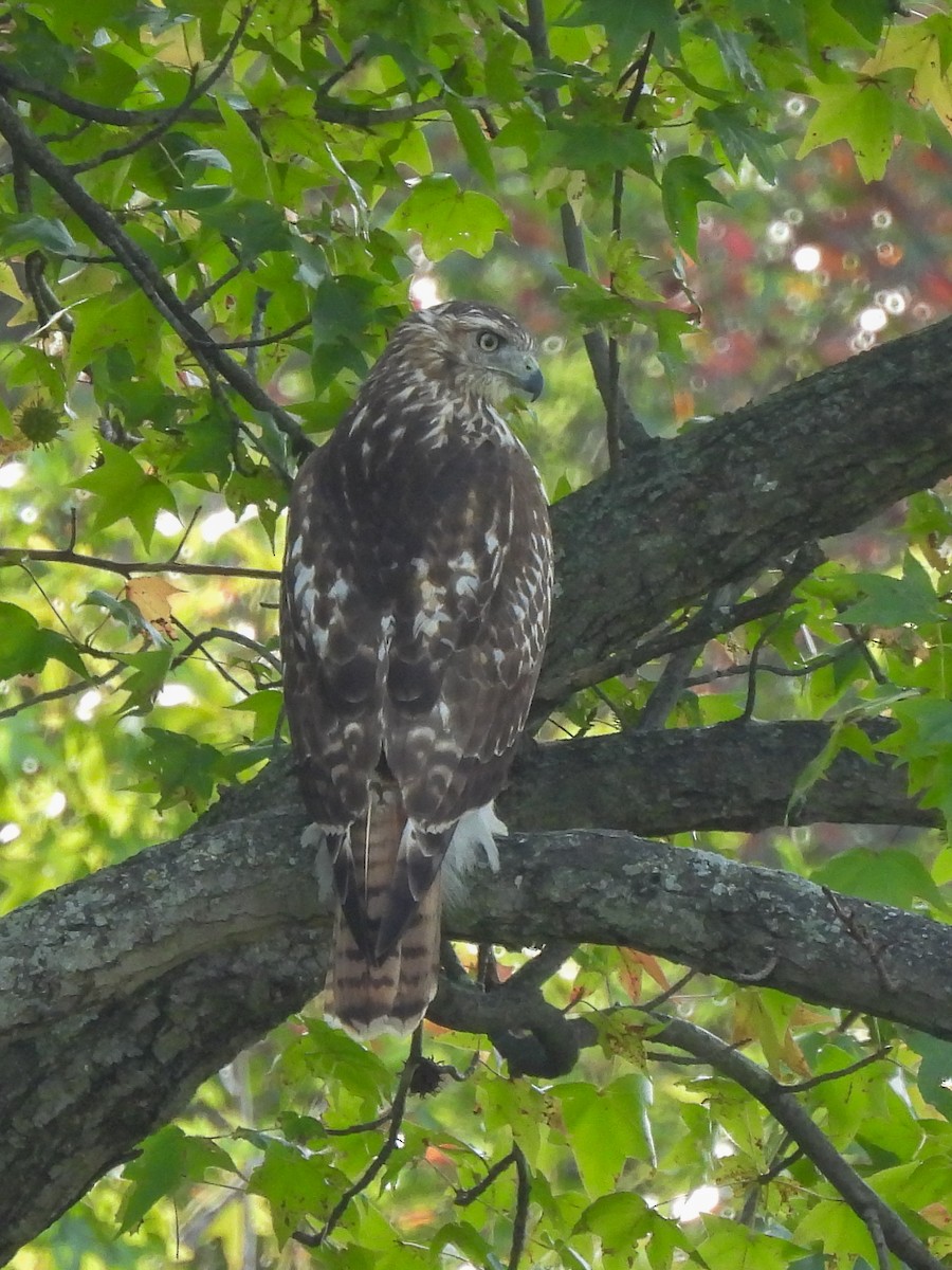 Red-tailed Hawk - ML642236398