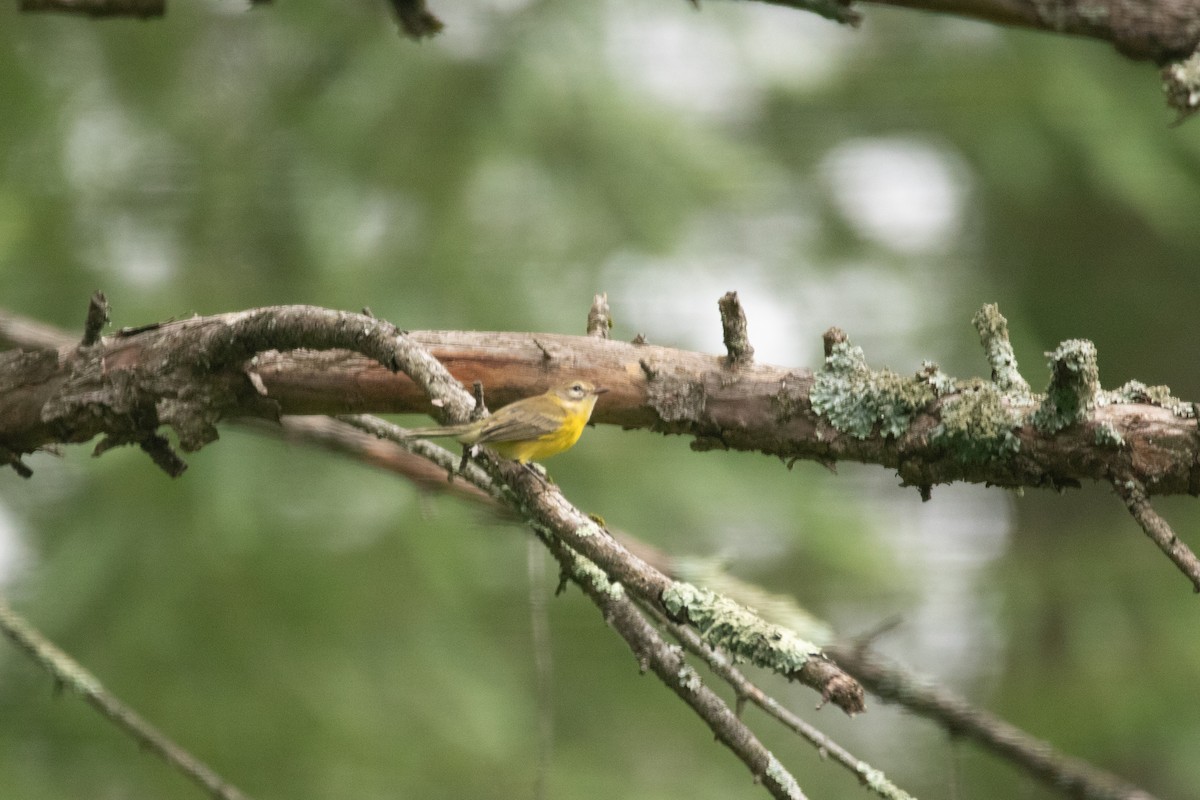 Prairie Warbler - ML642236406