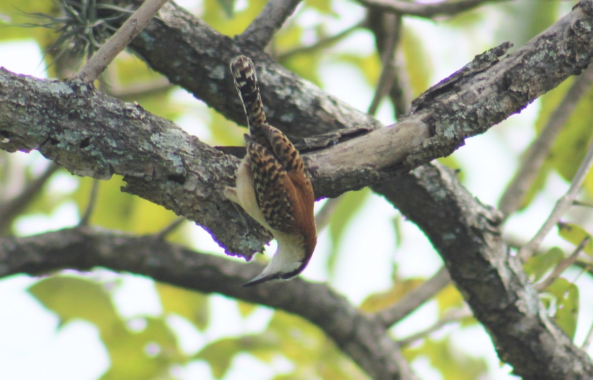 Rufous-backed Wren - ML642236411