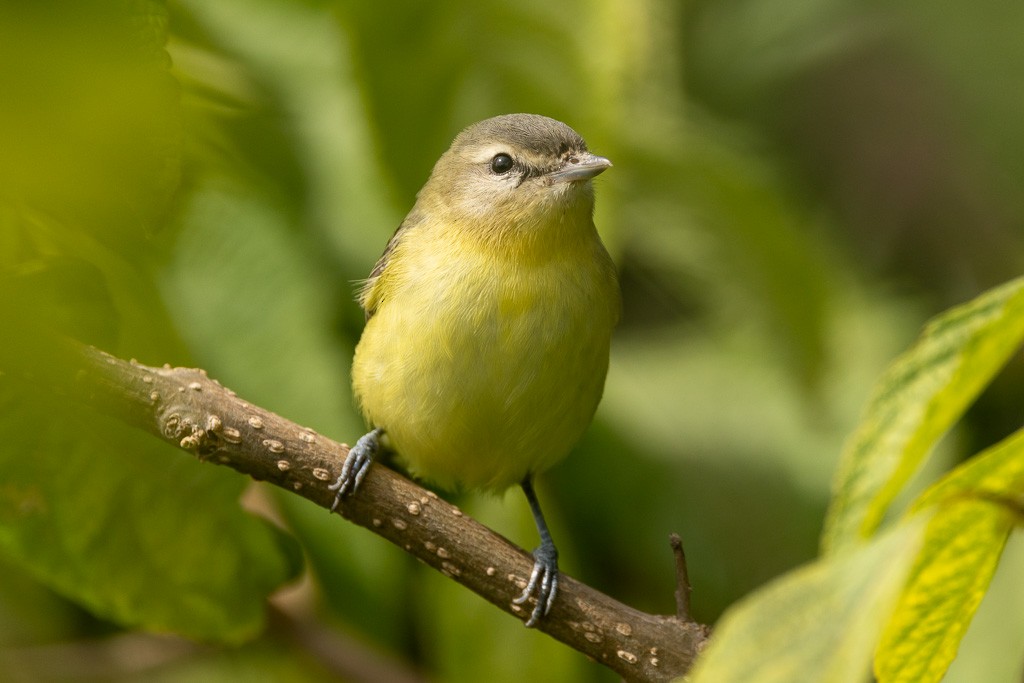 Philadelphia Vireo - ML642236419