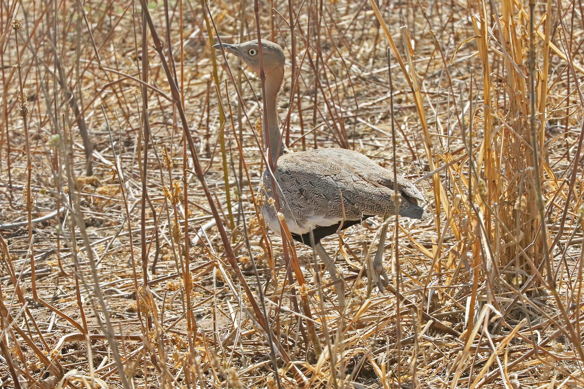Buff-crested Bustard - ML642236437