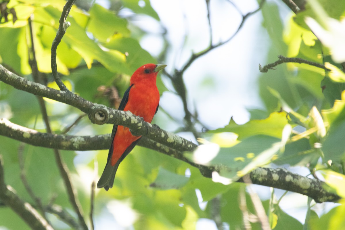 Scarlet Tanager - ML642236438