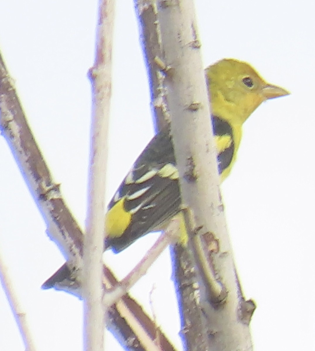Western Tanager - ML642236440