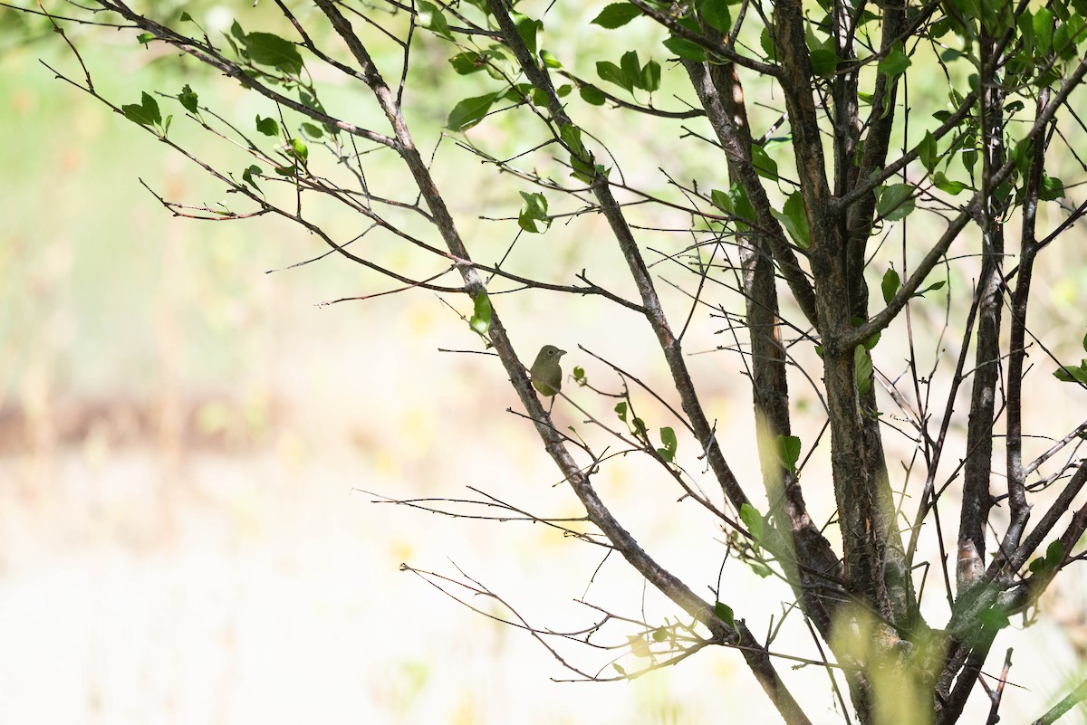 Painted Bunting - ML642236452