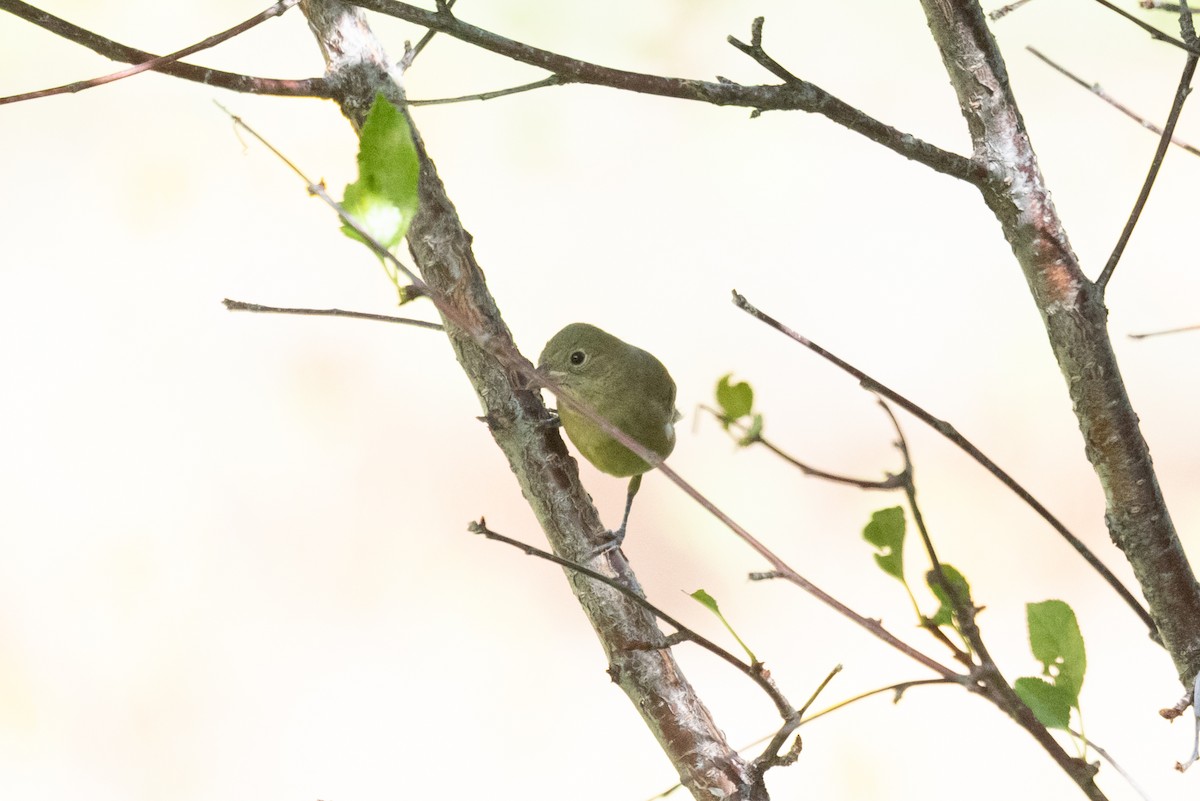 Painted Bunting - ML642236461
