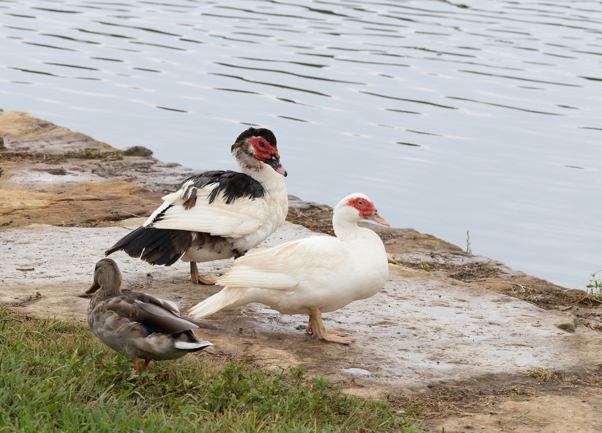 Muscovy Duck (Domestic type) - ML642236462