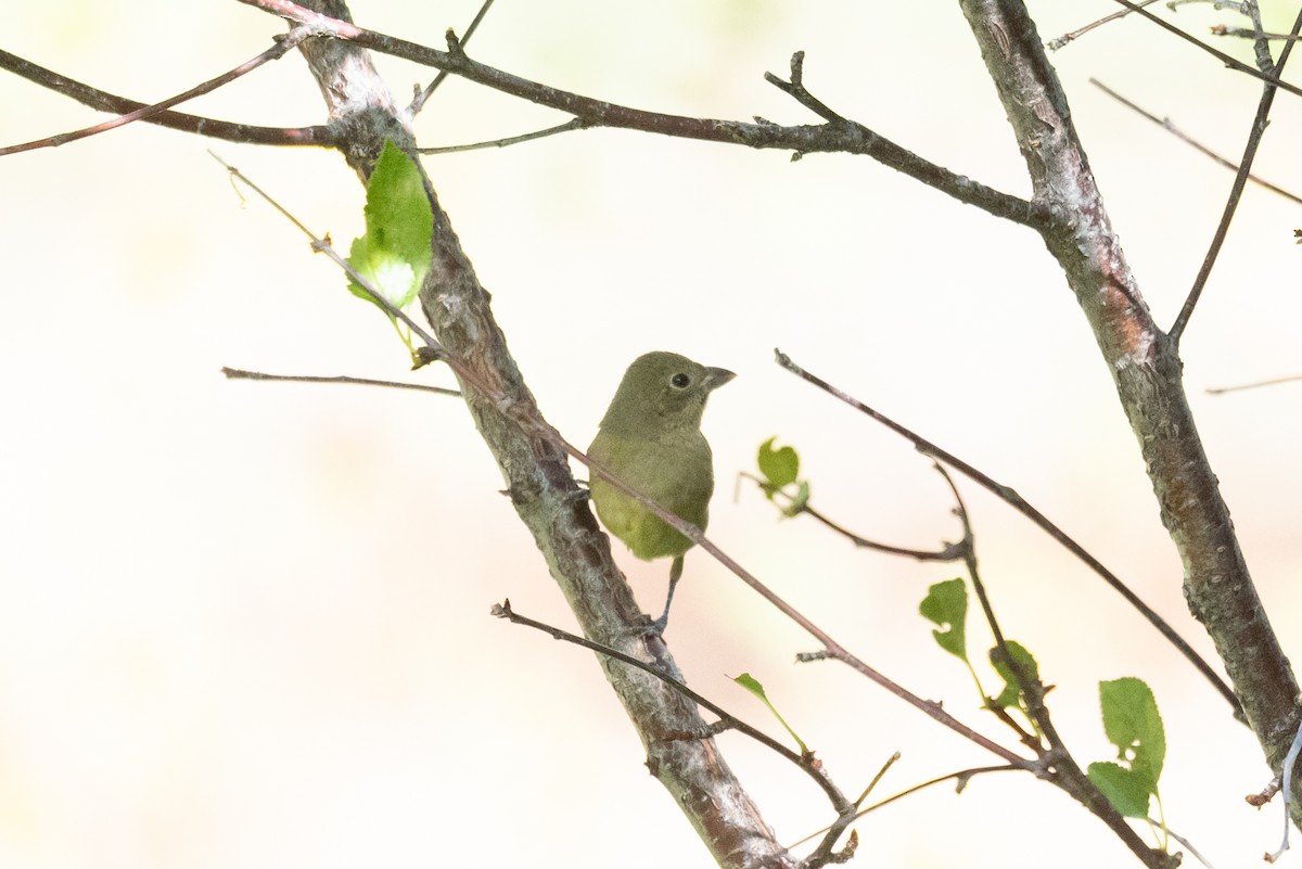 Painted Bunting - ML642236464
