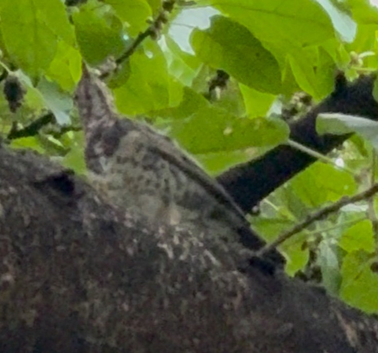 Japanese Thrush - ML642236465