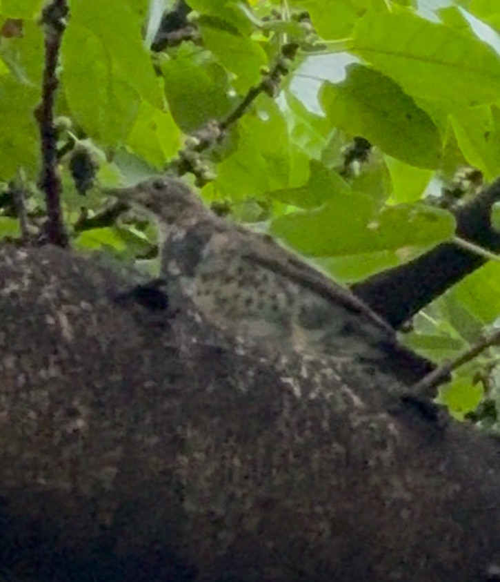 Japanese Thrush - ML642236466