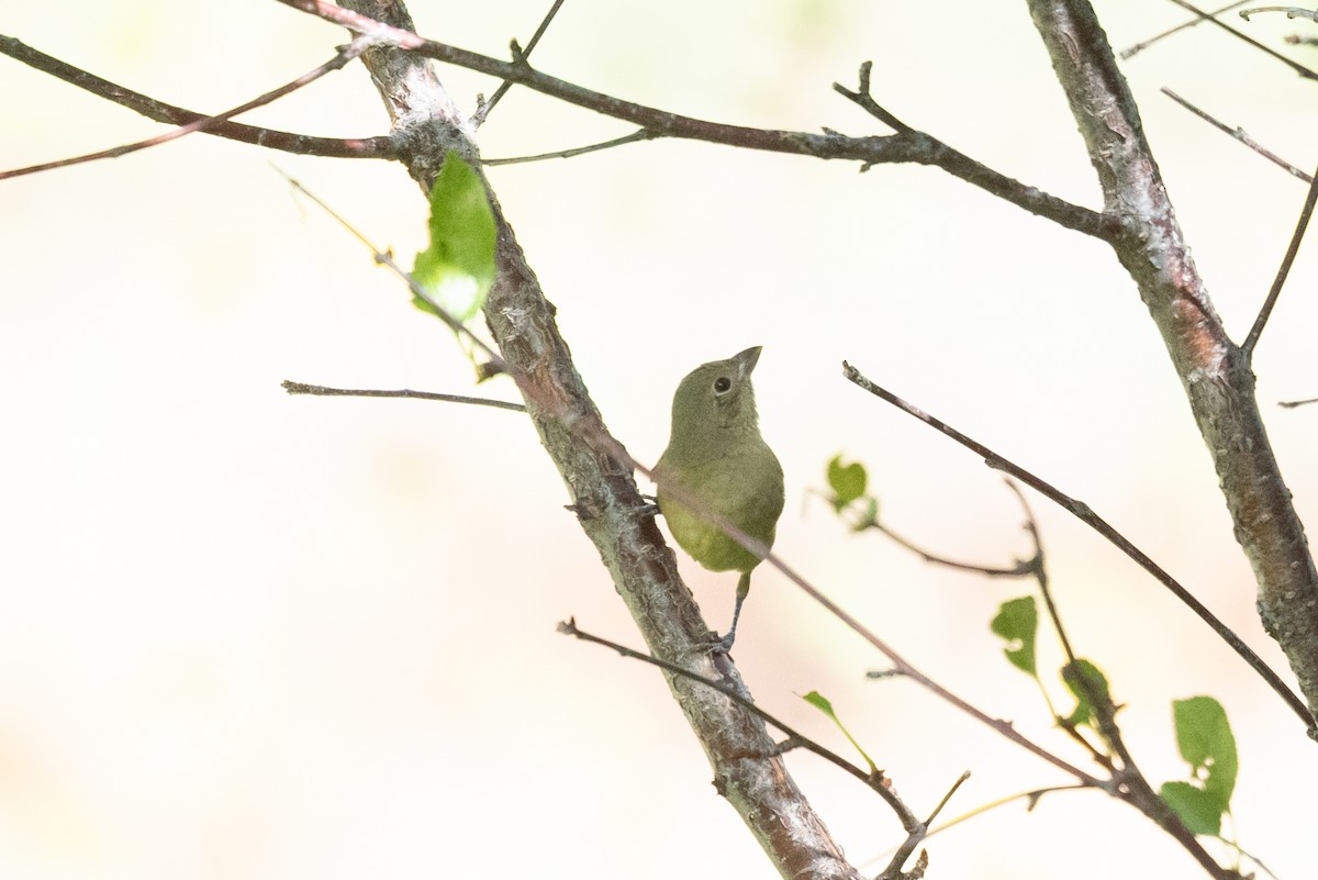 Painted Bunting - ML642236467