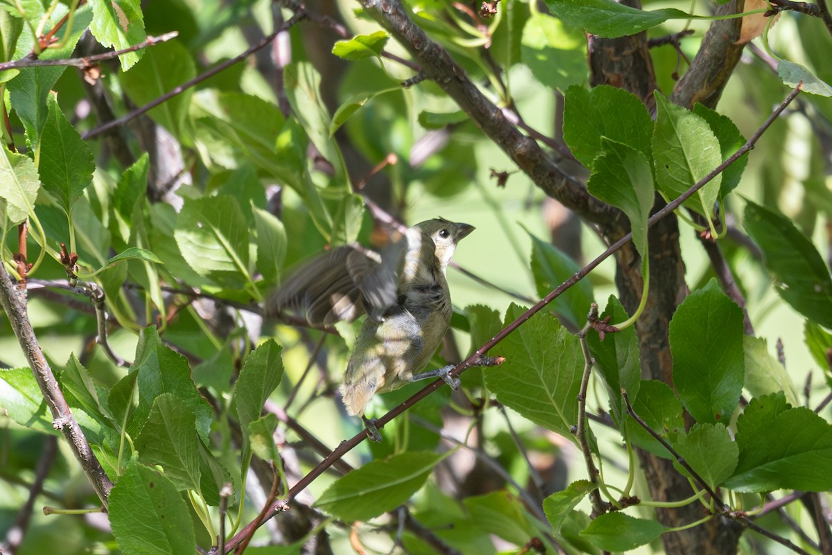 Painted Bunting - ML642236475