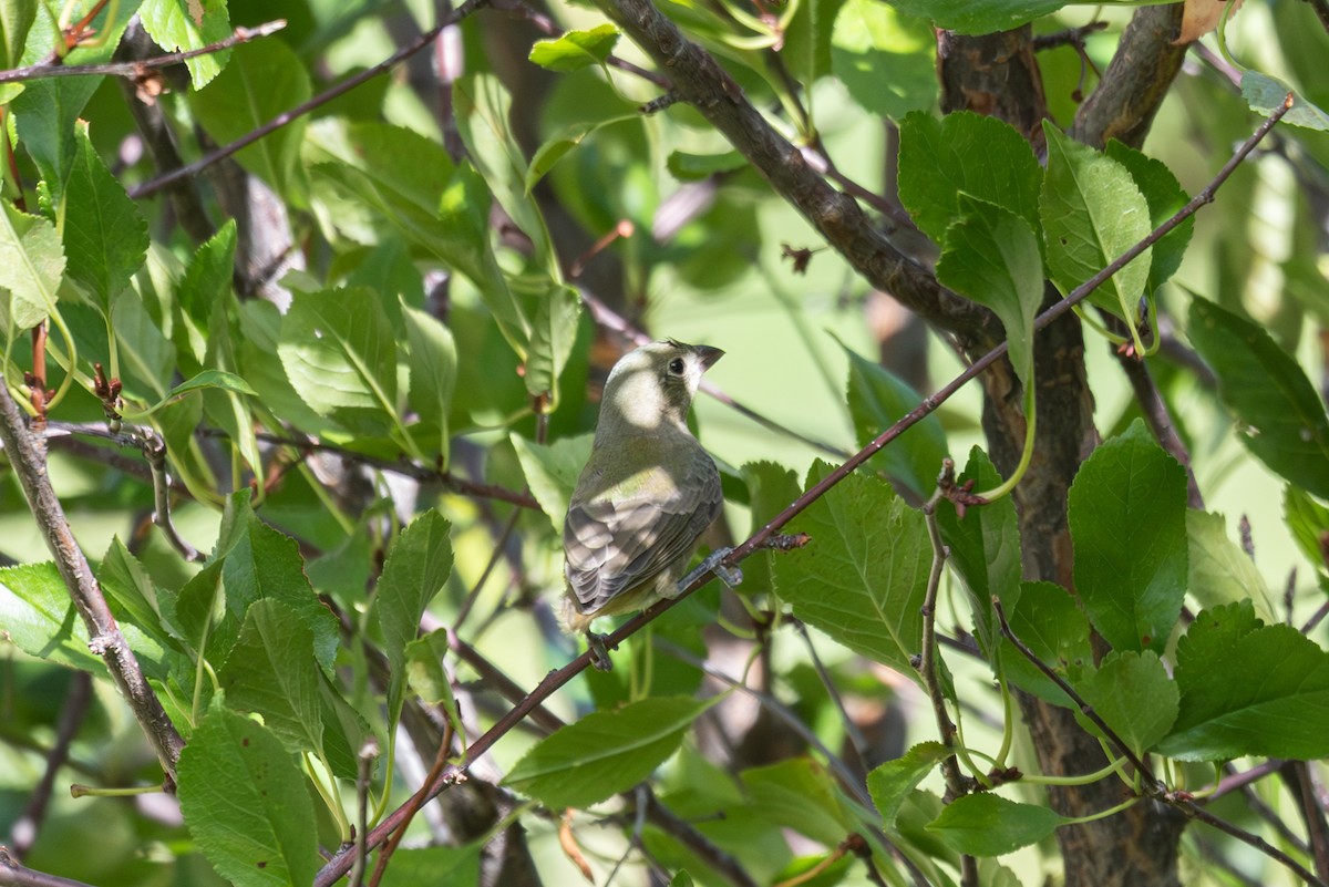 Painted Bunting - ML642236476